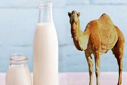 شیر شتر شدت آسم را کاهش می‌دهد