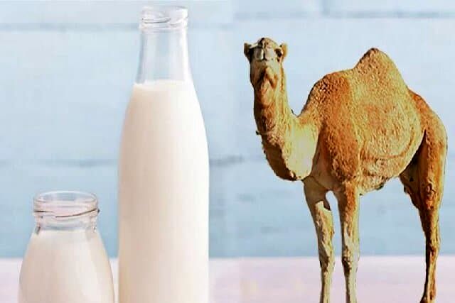 شیر شتر شدت آسم را کاهش میدهد