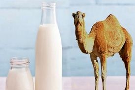 شیر شتر شدت آسم را کاهش می‌دهد