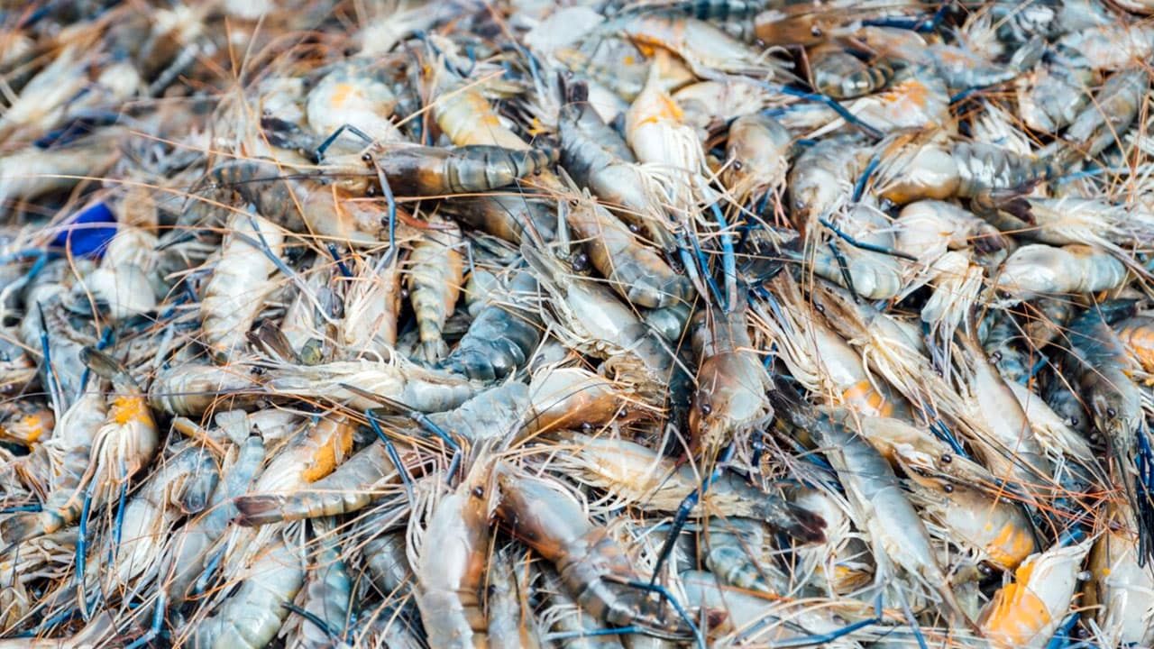 نانوحبابها به کمک پرورش میگوها میآیند