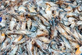 نانوحباب‌ها به کمک پرورش میگوها می‌آیند